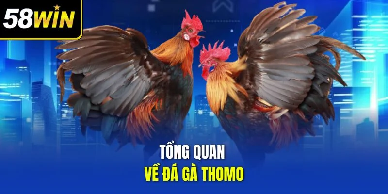 Tổng quan về đá gà thomo